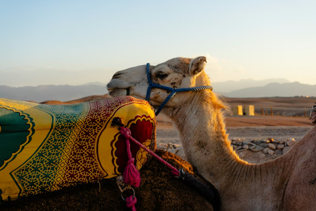 Full-Day Agafay Desert Trip from Marrakech with Camel Rides and Cultural Experience
